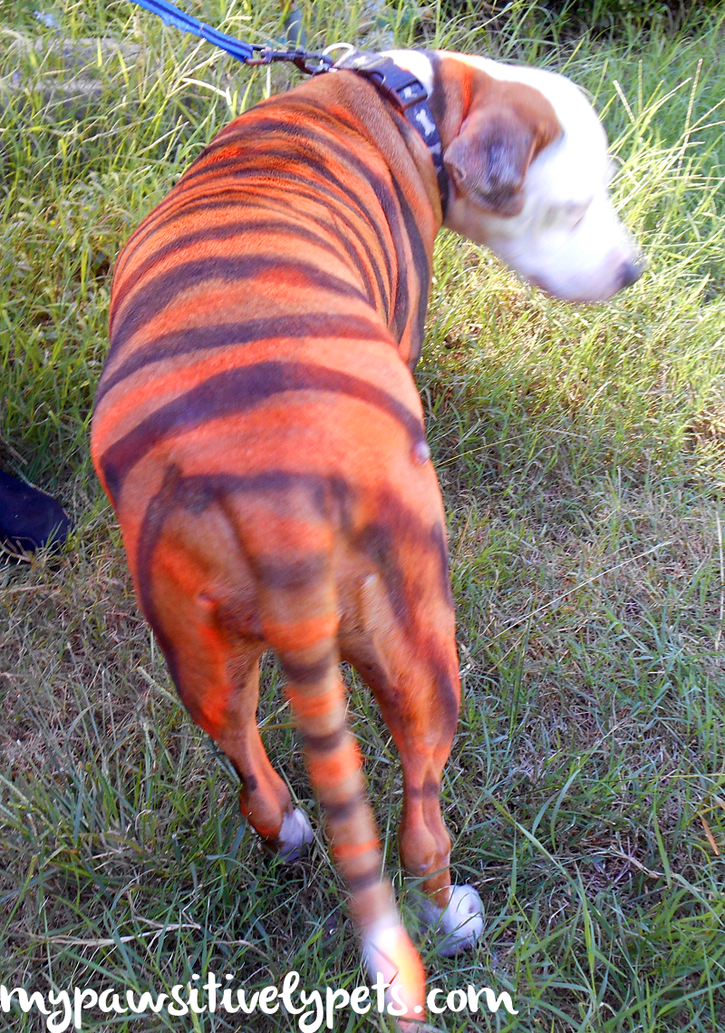 I Painted My Dog to Look Like a Tiger with PetPaint Pawsitively Pets