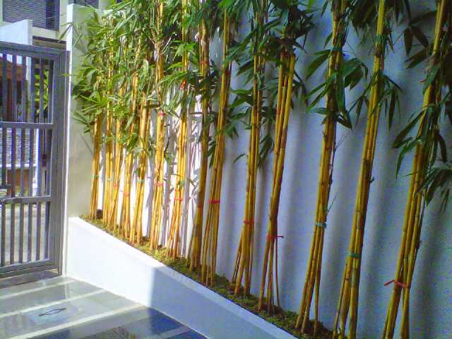 Pohon Bambu Kuning / Panda