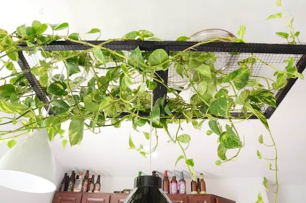 Un hogar de alquiler plantas