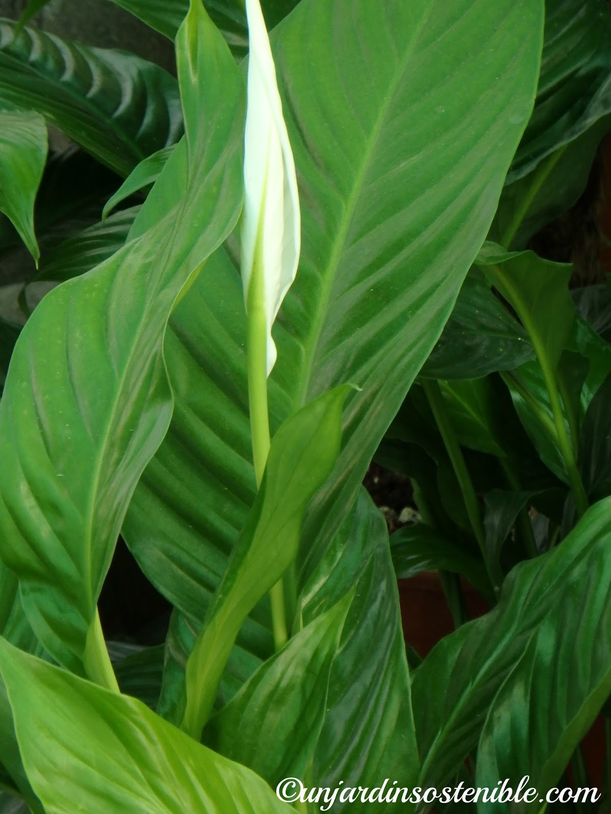 Spathiphyllum (Espatifilo, Bandera blanca etc.)