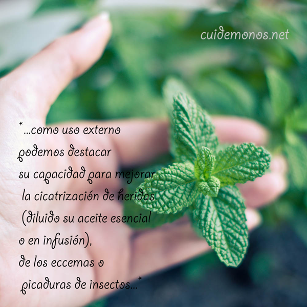 plantas y propiedades