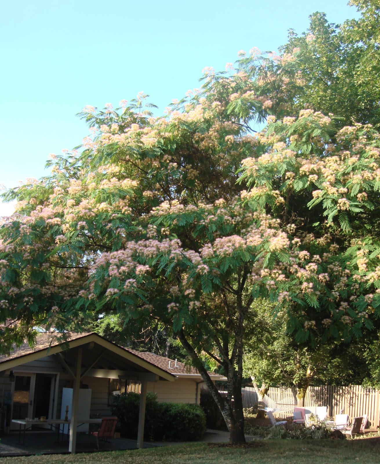 Silk Mimosa Tree