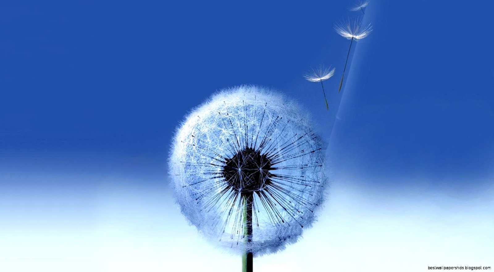 Samsung Galaxy S3 Dandelion