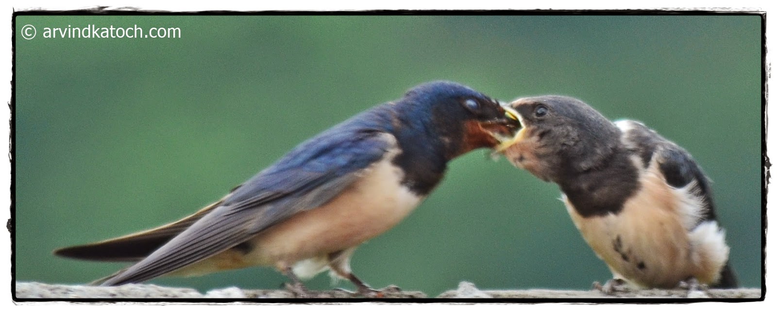 Barn Swallow Hirundo Rustica Pictures And Detail