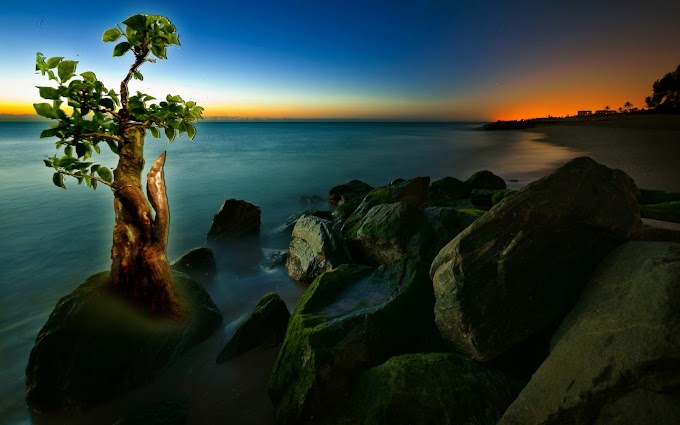 TEKNIK DAN CARA SENI BONSAI BAGI PEMULA