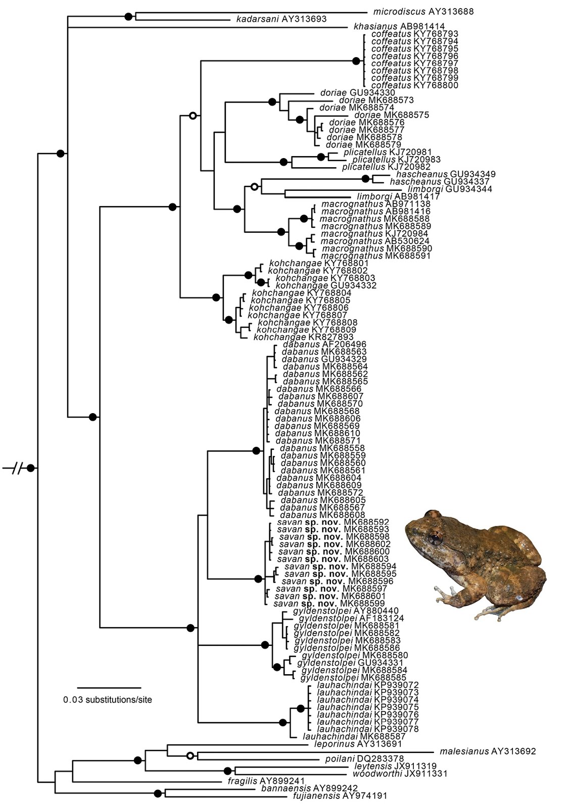 Species New to Science [Herpetology • 2019] Limnonectes savan • A New