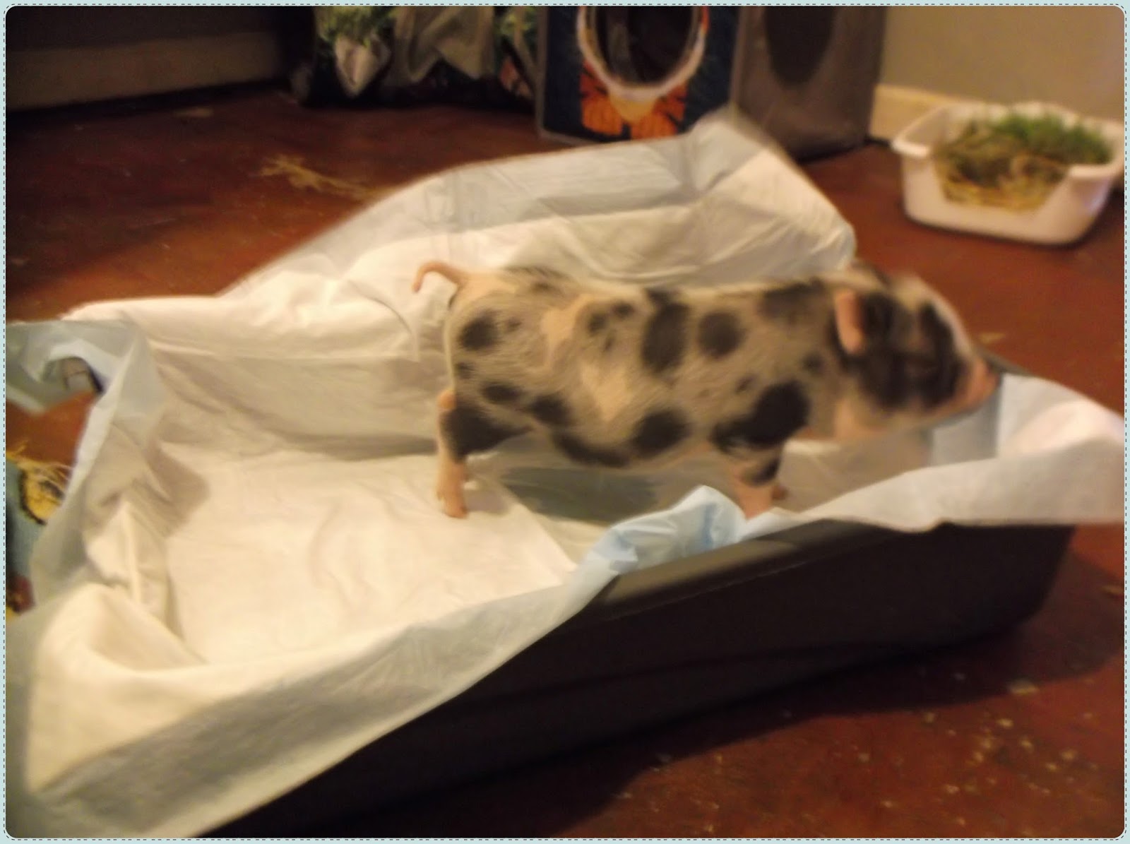 Backyard Farming on Less Than an Acre Litter Box Training a MiniPig Day 1 1/2