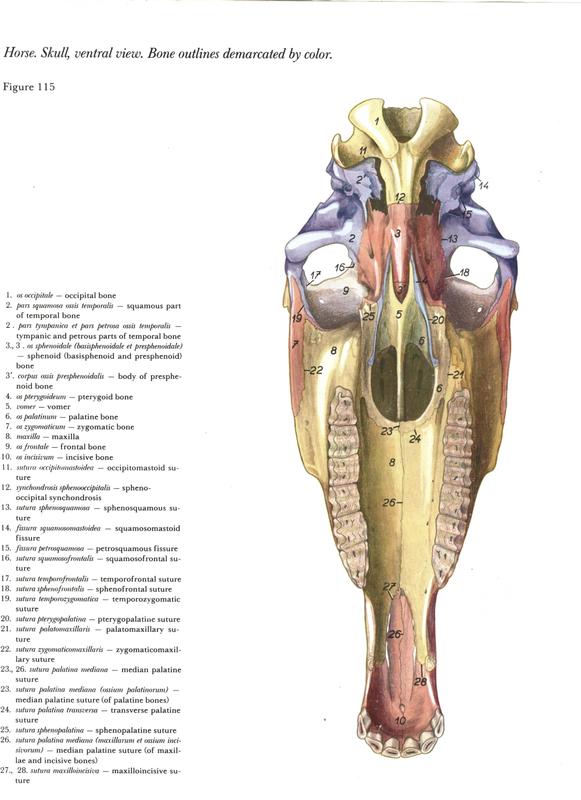horse anatomy