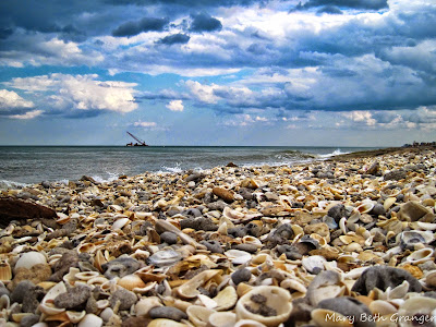seashells on the beach photo by mbgphoto
