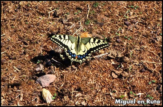 Papilio-Machaón-Cola-de-Golondrina