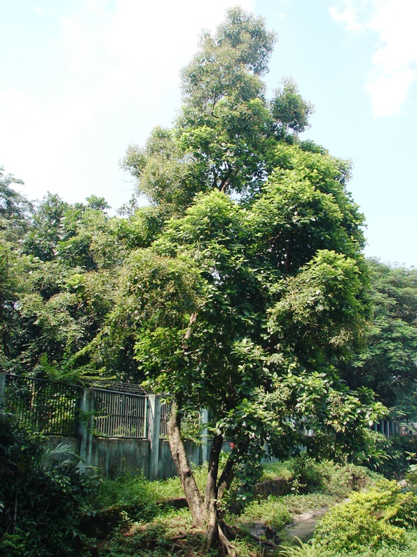 OUR PHILIPPINE TREES Another Native One Bites the Dust