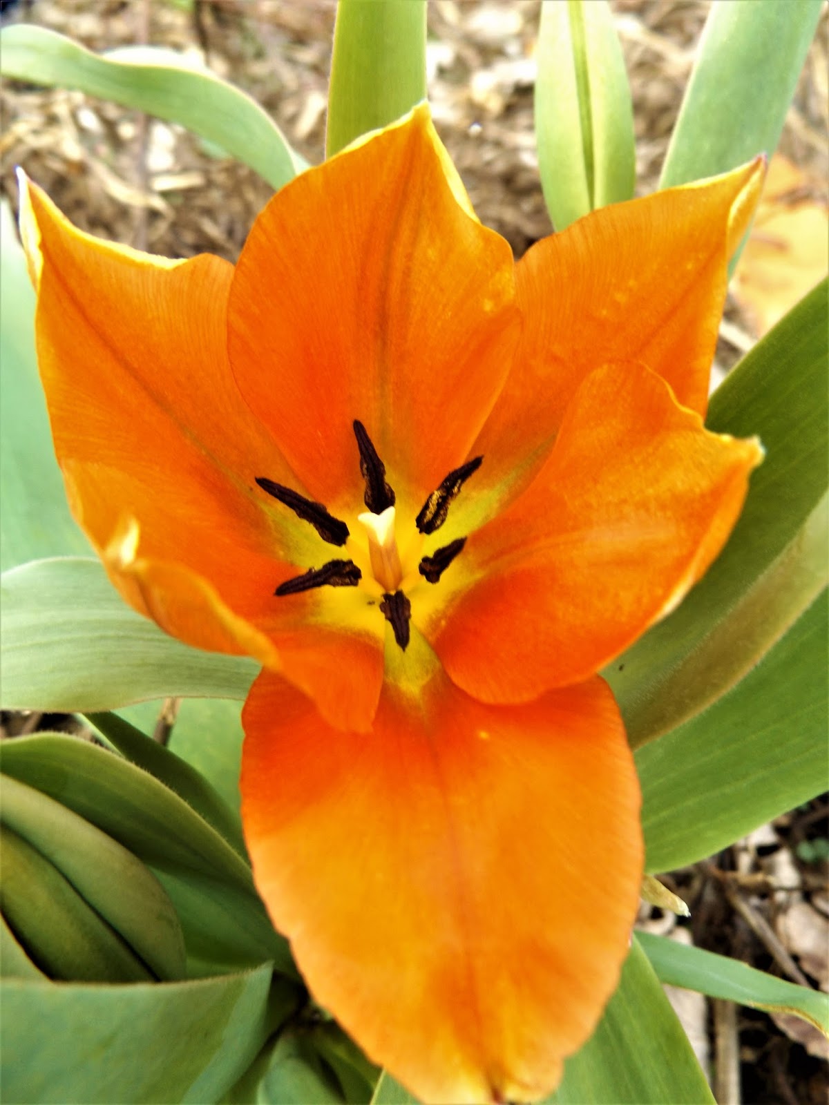 Late March flower garden beginning to bloom (Kentucky zone 6) Gardening Forums