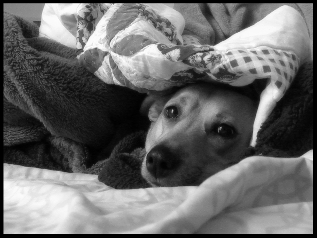 Our Bodacious Dog Mom Life Coco Has A Floating Kneecap...