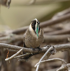 Bird of the Year 2016