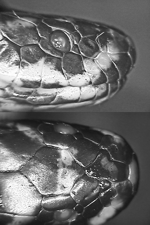 TransFly Mangrove Snake, Djokoiskandarus annulatus (de Jong, 1926