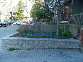 Roncesvalles Village Toronto new garden installation before Paul Jung Gardening Services