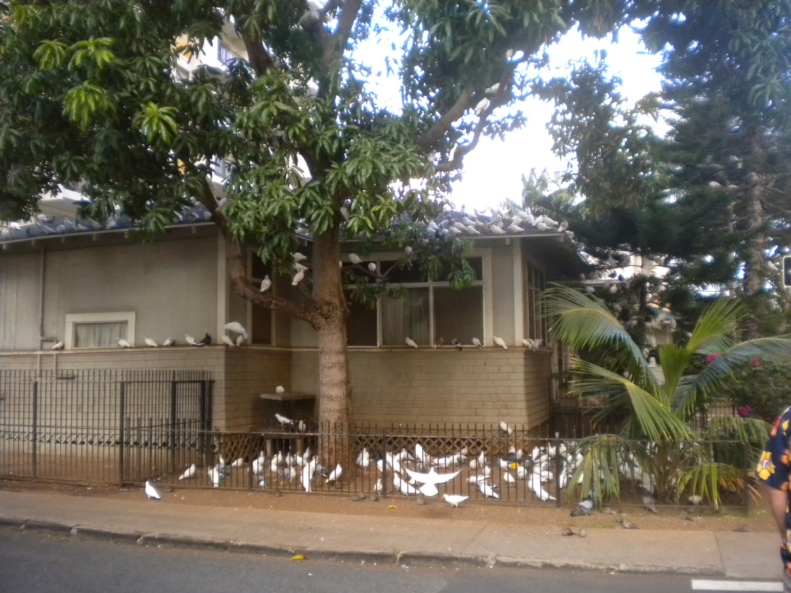 All Hawaii News Furloughed federal workers back on the job, Hawaii