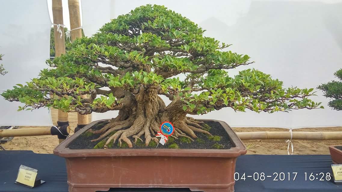 Gambar ilustrasi bonsai beringin kimeng microcarpa dalam perawatan optimal untuk bonsai beringin kimeng microcarpa di rumah