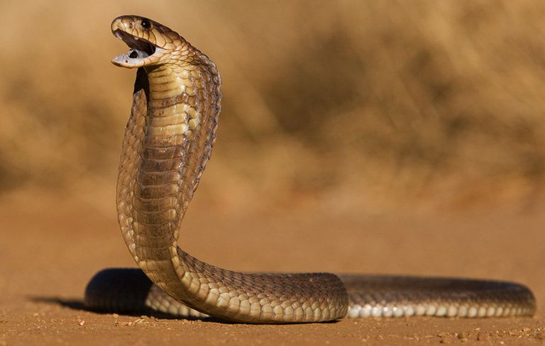 Fact Buddies Amazing Facts Cobra The fiji snake (ogmodon vitianus), also known as the bolo snake, is a species of snake in the family elapidae. fact buddies amazing facts cobra