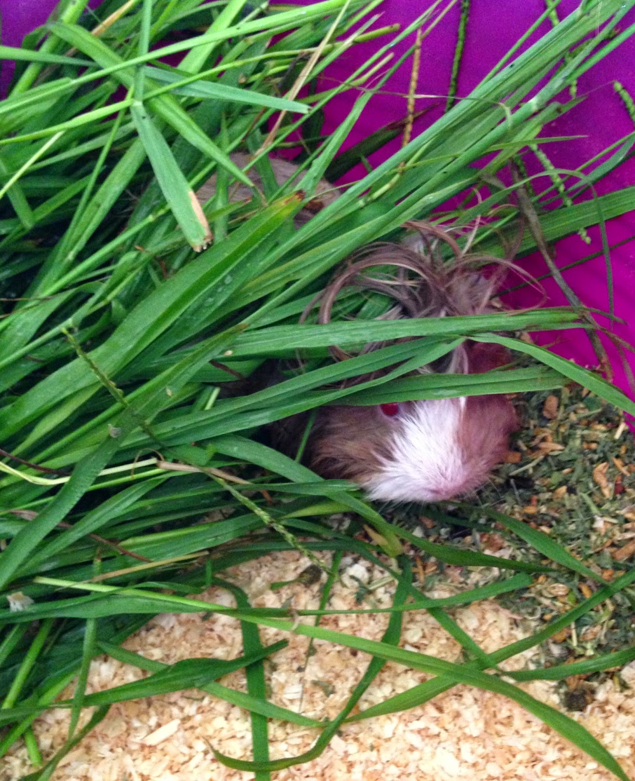 All Things Guinea Pig New piggy Cherry