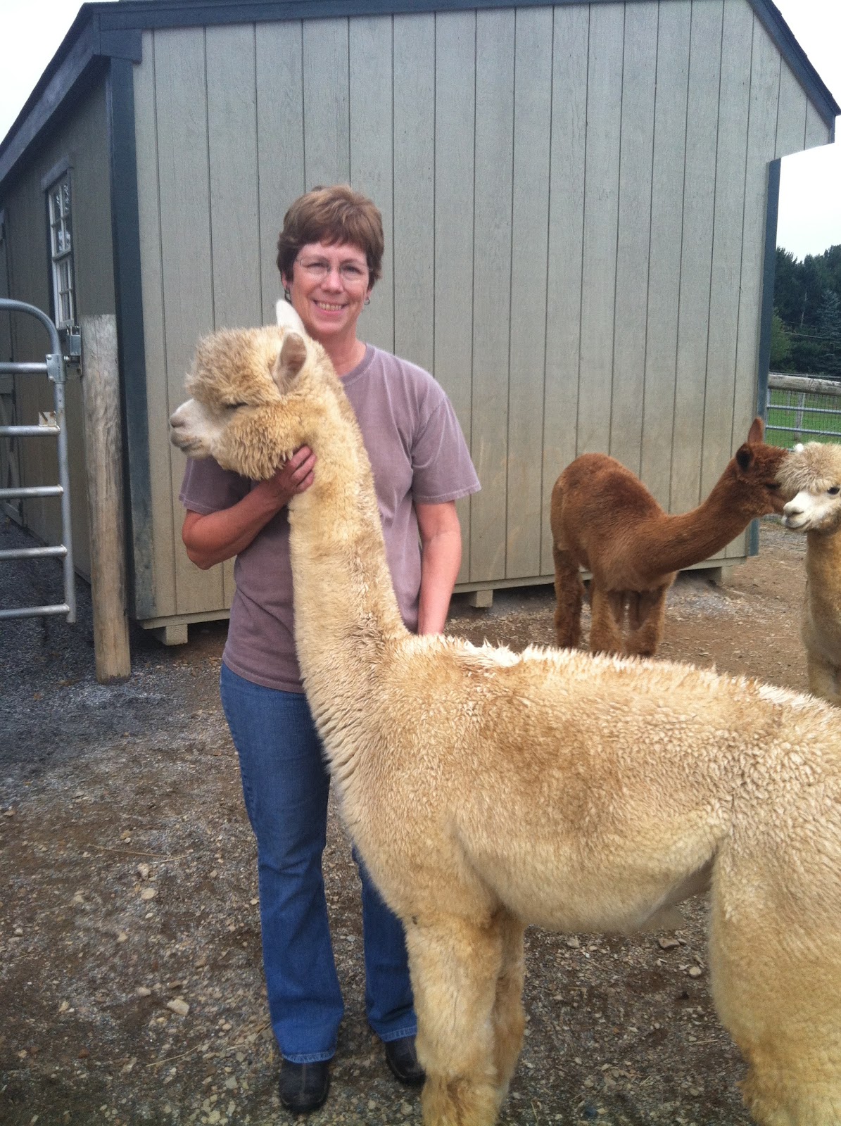 The Ultimate Life List LIFE LIST ALPACA FARM