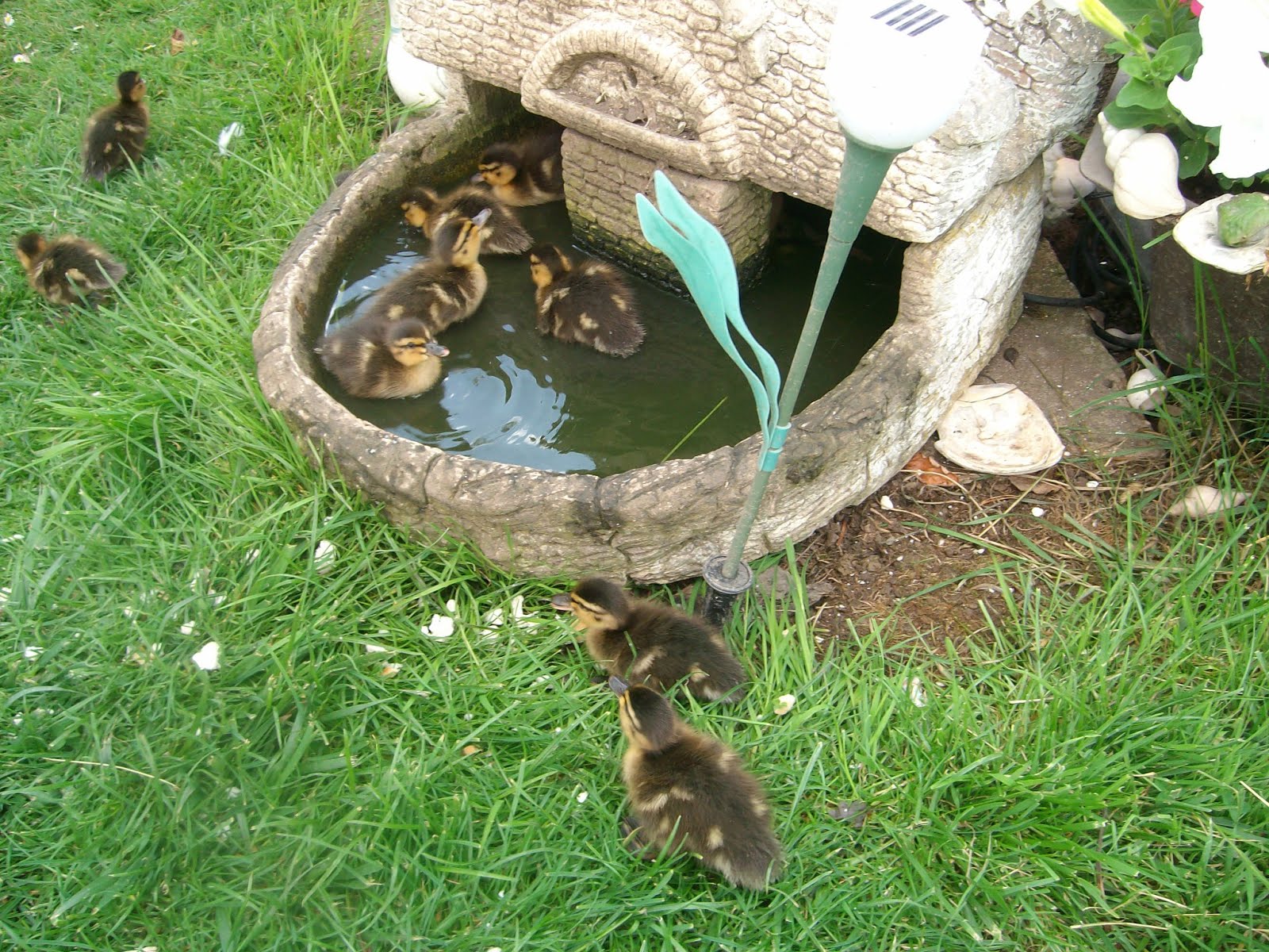 Safe place for ducklings to swim