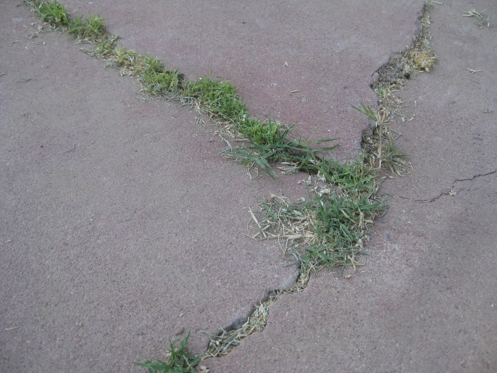 The Home Owner's Blog Grass In Concrete Cracks