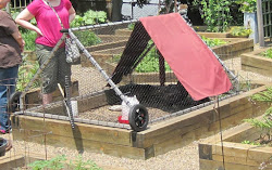 chicken coop pittsburgh pa 1