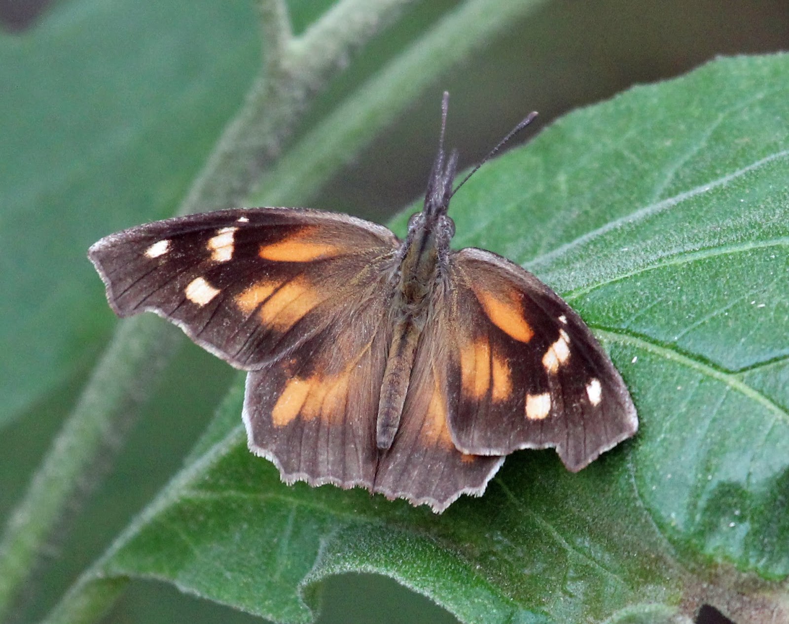 Ruminations Butterflies of South Texas, Part III