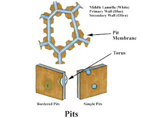bacterial cell walls are made rigid by the presence of bacterial cell walls are made rigid by the presence of