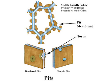 Primary and Secondary Cell wall