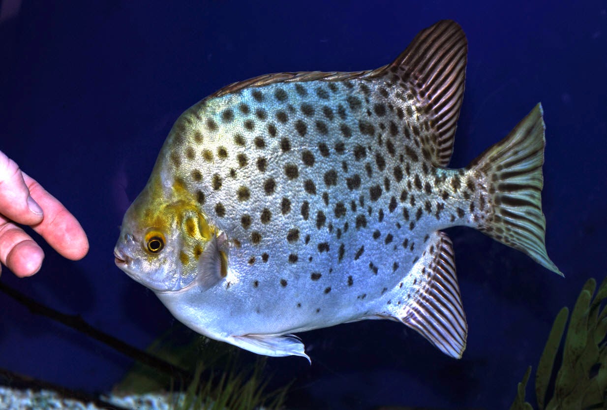 пятнистая рыба