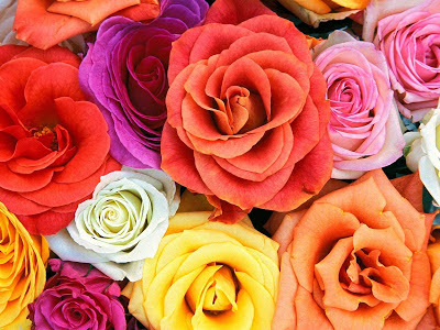 The Astrology Blog by Astroyogi.com: Happy Rose Day!