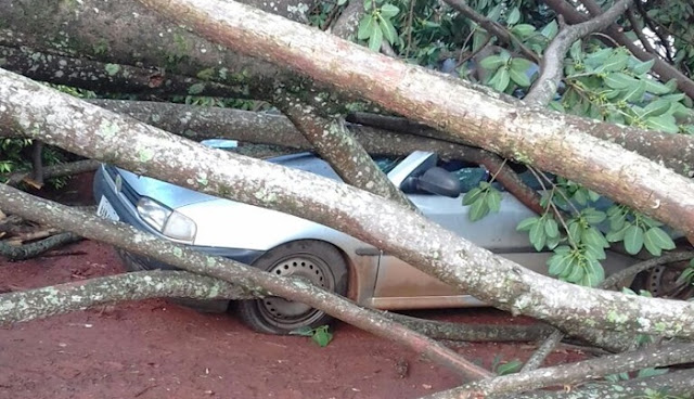 Vento derruba árvore sobre carro em Palmital