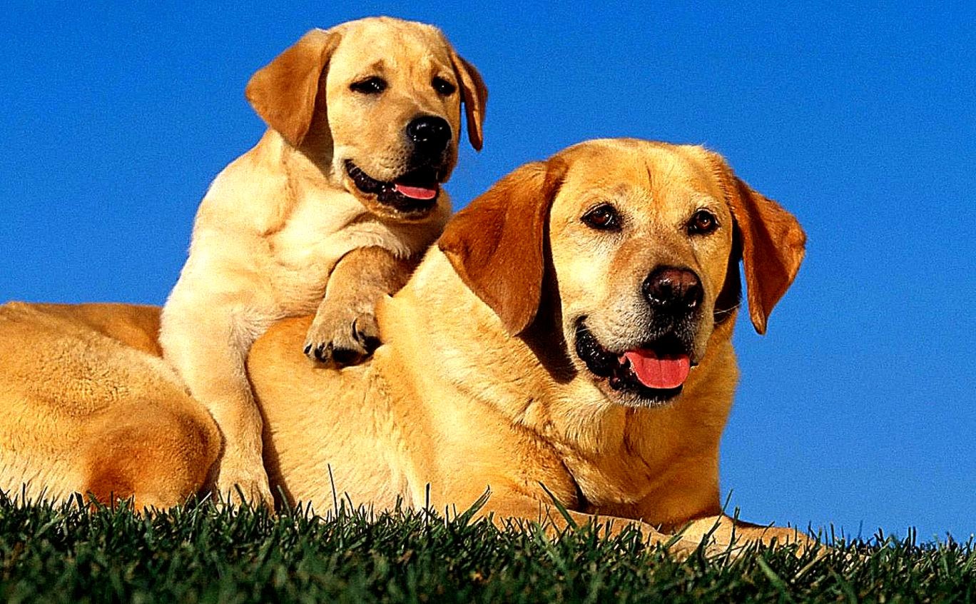 Dog Wallpaper 1440x900 Wallpapersother 1440x900 Wallpapers