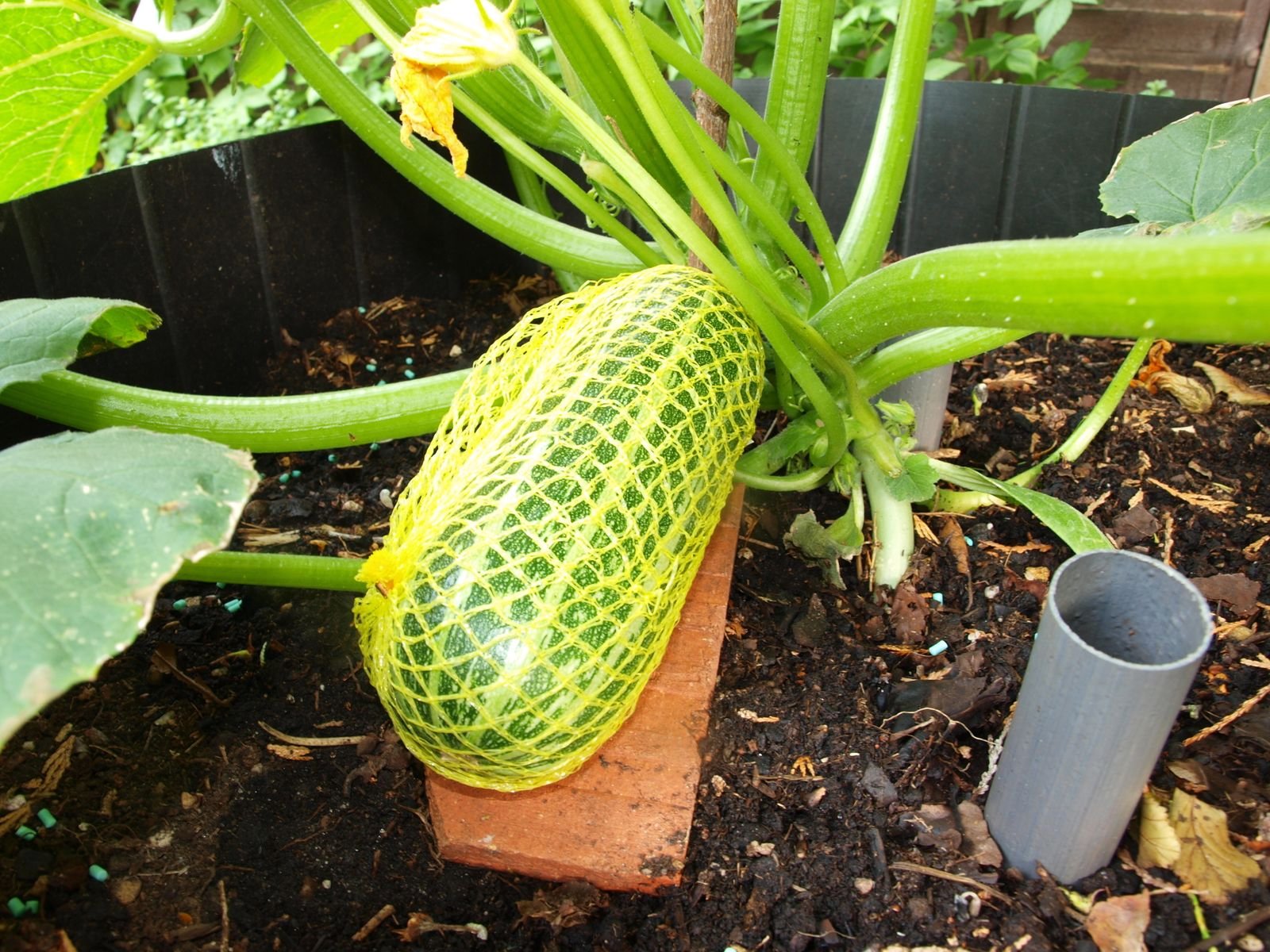 Mark's Veg Plot: Defending the Marrows