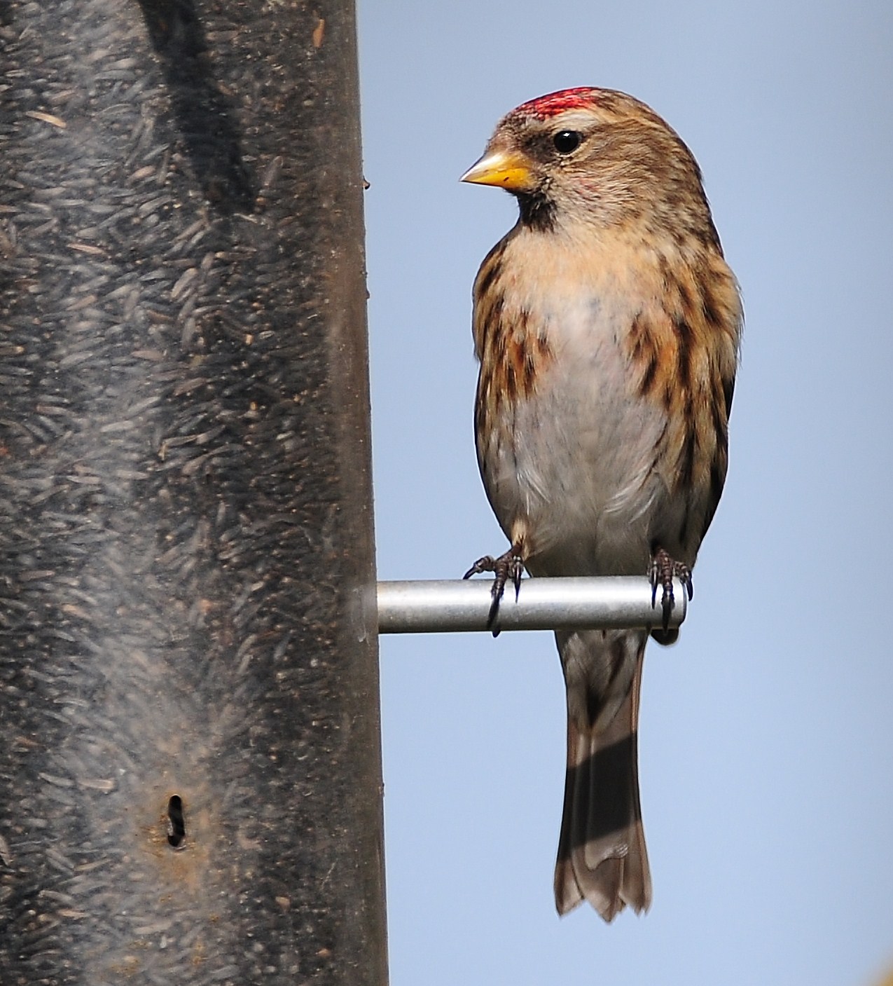 British Wildlife Photography Lesser Redpoll