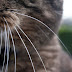 Para que serve o bigode dos gatos?