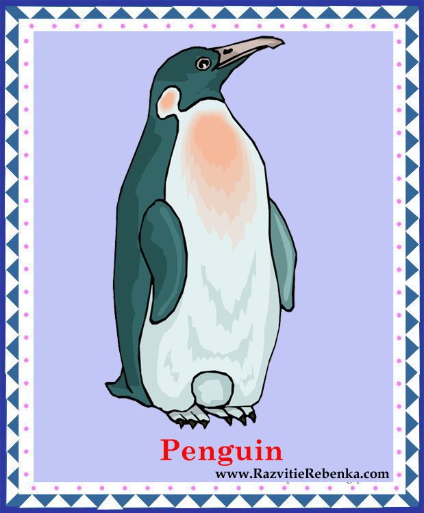 Penguin транскрипция. Карточка пингвин. Птица на английском произношение на русском. Пингвин на английском. Произношение пингвин.
