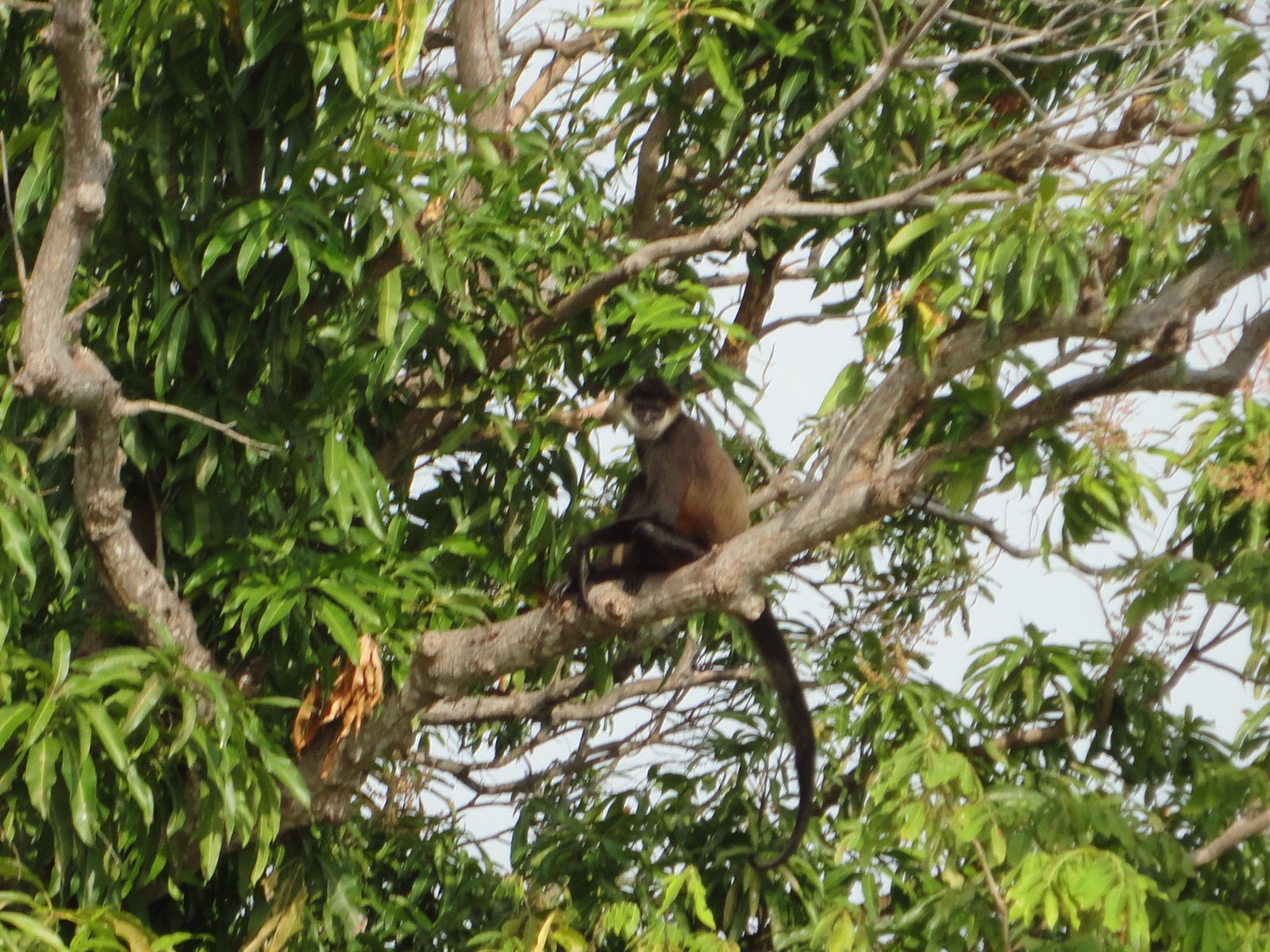 Global Exposure Tour Nicaragua 2012 Flora and Fauna of Nicaragua