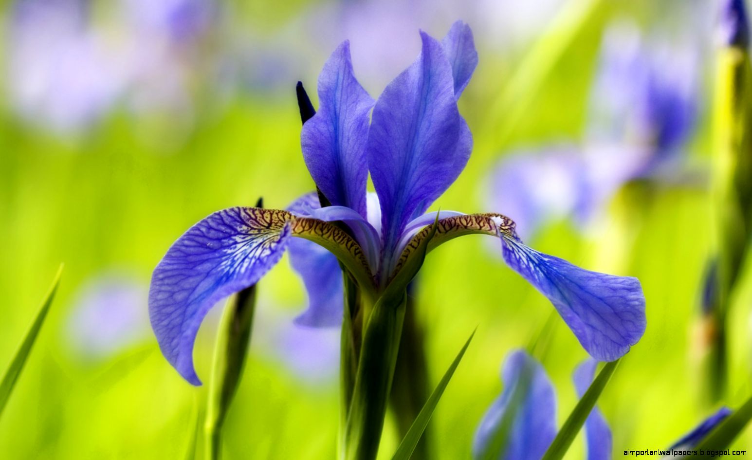 A Blue Iris Flower   Desktop Background 1680x1050 pixels