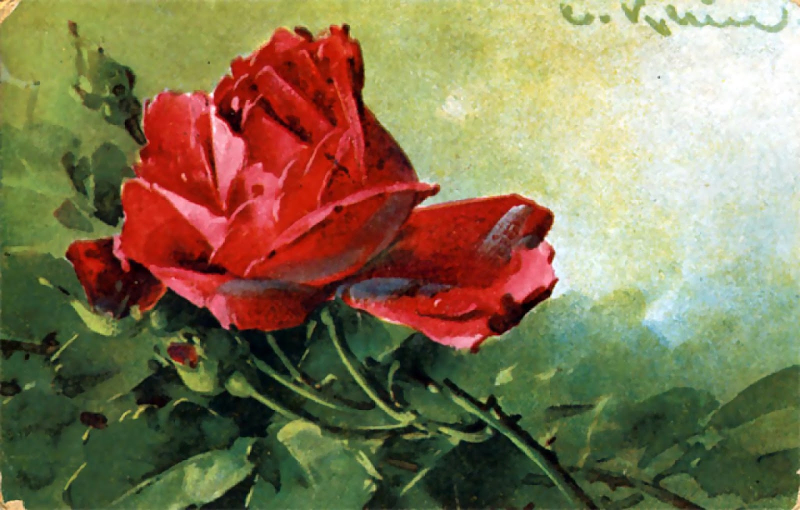 Vintage Art Red Roses Prints Postcard | Joy Design Studio