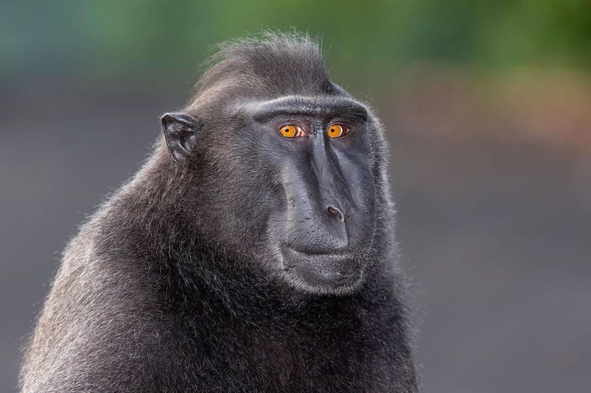 Human-Like Micro-Expressions Of Endangered Animals Across The World (Interview) Human-Like Micro-Expressions Of Endangered Animals Across The World (Interview)