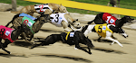 Greyhounds Races