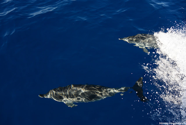 Гран-Канария (Gran Canaria) Атлантический океан Дельфины