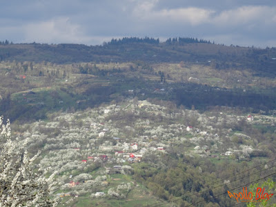 Maramures Inflorit