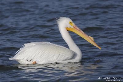 pelicano blanco americano Pelecanus erythrorhynchus