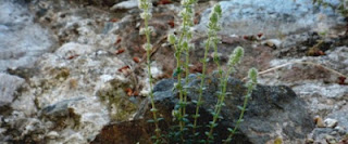 Micromeria acropolitana: Το αγριολούλουδο που φυτρώνει μόνο στην Ακρόπολη, πουθενά αλλού στον κόσμο! (photo)