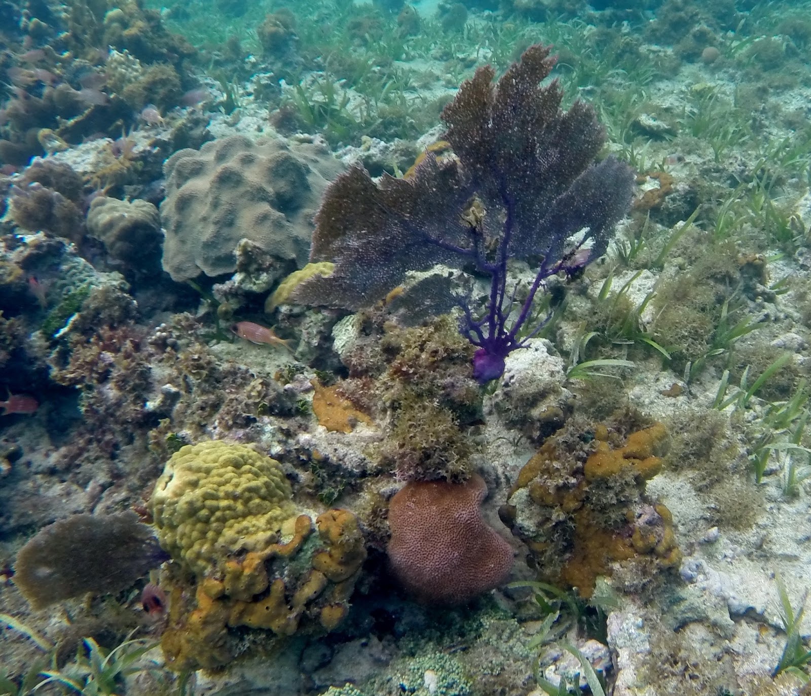 Underwater Video in Jamaica: Tropical Fish Pics