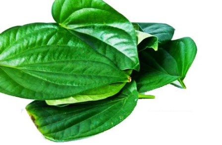 manfaat daun sirih untuk kesehatan